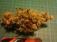 Imagen de kushynova (Cheese)