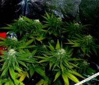 Big Buddha Seeds Cheese - foto de admin