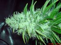 Big Buddha Seeds Cheese Dawg - foto de JAHJAHChildren