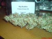 Big Buddha Seeds Freeze Cheese '89 - foto de JAHJAHChildren