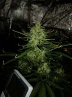 Big Head Seeds Big Cheese Auto - foto de Mivanittbatya