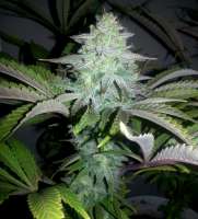 Bigdogs Seeds Collection Gonzo #2 BX1 - foto de lovekush