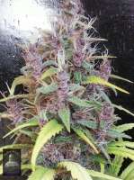 Bigdogs Seeds Collection Lady Durban - foto de admin