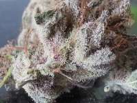 Bigdogs Seeds Collection Purple Rain - foto de admin