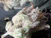 Bigdogs Seeds Collection Purple Rain - foto de admin