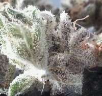 Bigdogs Seeds Collection Purple Rain - foto de admin