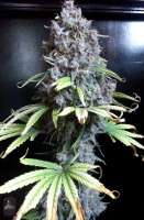 Bigdogs Seeds Collection Silver Moon - foto de admin