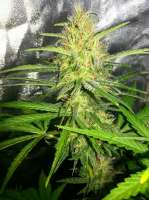 Bigdogs Seeds Collection Silver Rocket - foto de BigdogsSeeds