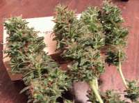 Bigdogs Seeds Collection Silver Rocket - foto de BigdogsSeeds