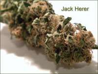 Black Label Jack Herer - foto de king2