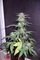 Black Skull Seeds Diesel Matic - foto de cheifyc