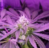 Blim Burn Seeds Girl Scout Cookies - foto de Tzolkin