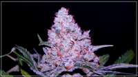 Blim Burn Seeds Girl Scout Cookies - foto de Scrog