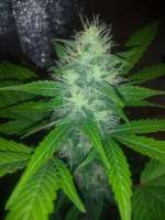 Blim Burn Seeds Gorilla Glue Auto - foto de Growmau51