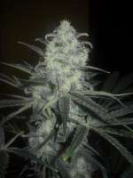 Blim Burn Seeds Original Clon - foto de aitite