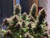 Blim Burn Seeds Orka - foto de Planter4711