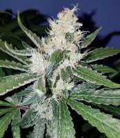 Blim Burn Seeds Santa Muerte - foto de Tzolkin