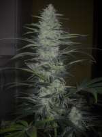 Blim Burn Seeds Wombat - foto de aitite