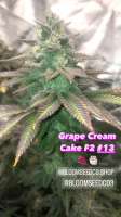 Bloom Seed Co Grape Cream Cake - foto de Edub22