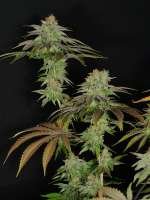 Bodhi Seeds Amrita - foto de pupilfam