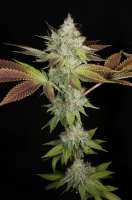 Bodhi Seeds Black Triangle - foto de pupilfam