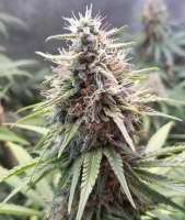 Bodhi Seeds Dread Bread - foto de TerpeneTribe