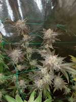 Bodhi Seeds Granola Funk - foto de WayHIGHERthanU7