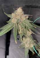 Bodhi Seeds Granola Funk - foto de Jeremy710