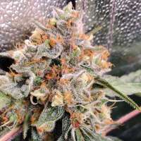 Bodhi Seeds Lavender Aura - foto de LunarGenetics