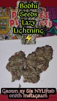 Bodhi Seeds Lazy Lightning - foto de 420meowmeowmeow