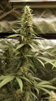 Bodhi Seeds Road Kill Unicorn - foto de Grower13