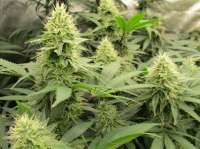 Bodhi Seeds Sky Lotus - foto de Grower13