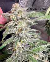 Bodhi Seeds Sunshine Daydream - foto de Ohmslaw