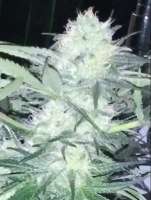 Bomb Seeds Ice Bomb - foto de Selfmedicate