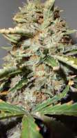 Imagen de traqera (THC Bomb)