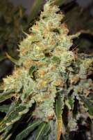 Imagen de traqera (THC Bomb)