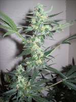 Imagen de nobodyuknow (THC Bomb Auto)