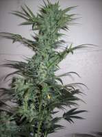 Imagen de nobodyuknow (THC Bomb Auto)