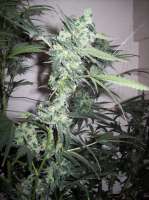 Imagen de nobodyuknow (THC Bomb Auto)