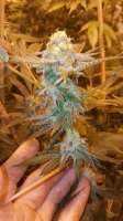 Boneyard Seeds Norcal Cookie Crumbs - foto de MrToad