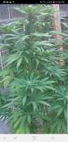 Boneyard Seeds Norcal Royal GWAV OG - foto de MrToad