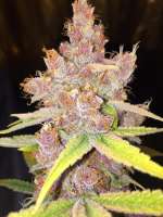 BrainDeathGenetics Grape Jello - foto de BrainDeathGen