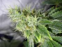 Breeders Choice Anesthesia - foto de Nushaba