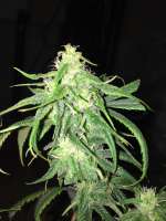 Brothers Grimm Rosetta Stone - foto de cannabisrecipe