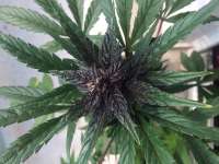 Imagen de Johnhatred (Buddha Purple Kush)