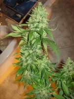 Buddha Seeds Quasar - foto de BlackDomina