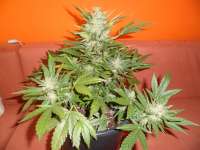 Buddha Seeds Red Dwarf - foto de ossi420