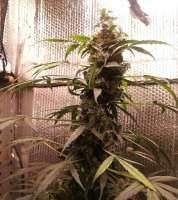 Bulk Seed Bank Auto Bubblegum Extra - foto de Reone