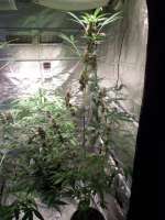 Bulk Seed Bank Auto Jack Herer - foto de ossi420