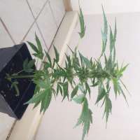 Bulk Seed Bank Auto Lime Skunk - foto de McVeli